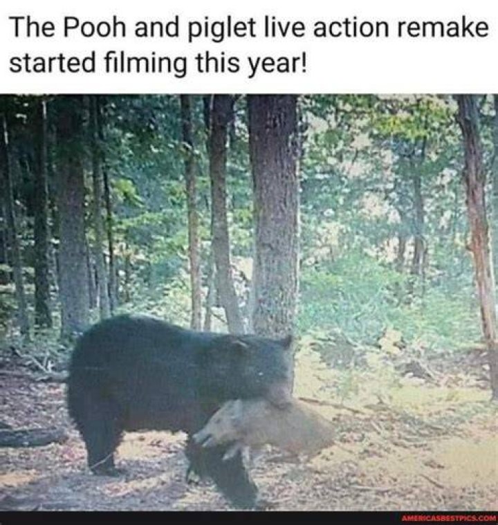 Do Pooh and Piglet live together?