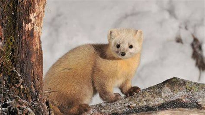 Sable Sable