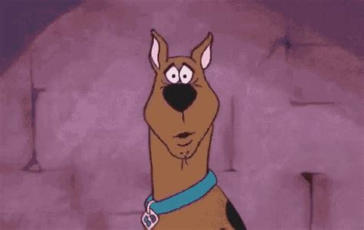 Scooby Doo looks confused. 