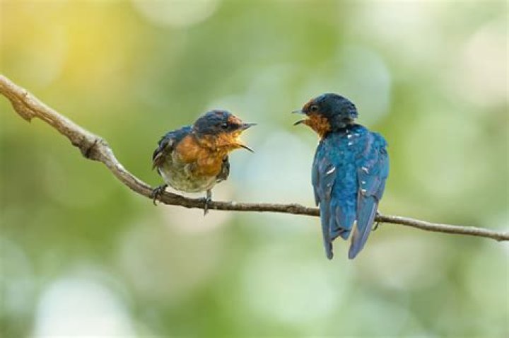 Two birds are talking to each other in Rio.