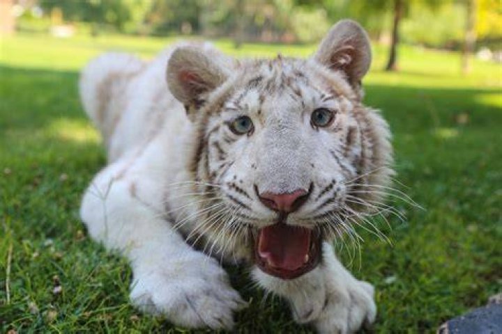 White Tiger in 'Ultimate Spider-Man'