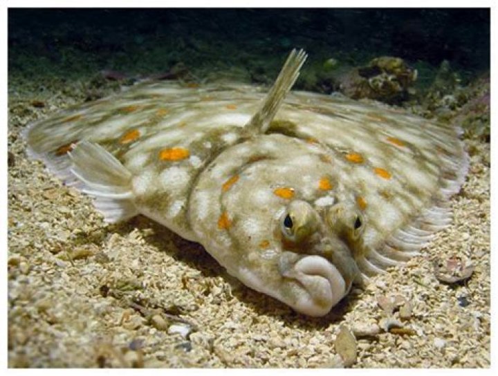 Why does Flounder from The Little Mermaid not look like a flounder?