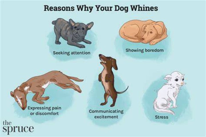 Why was Dog with a Blog Cancelled?